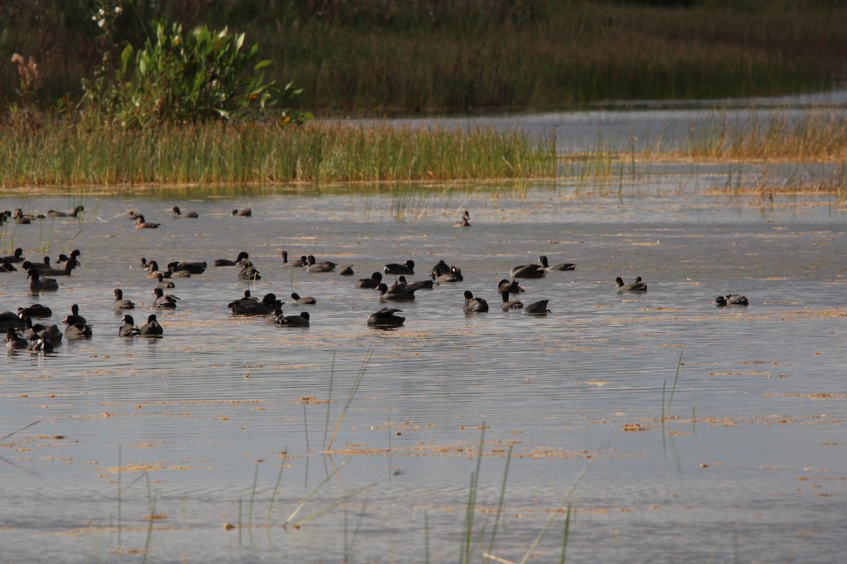 American Coot - ML645061904