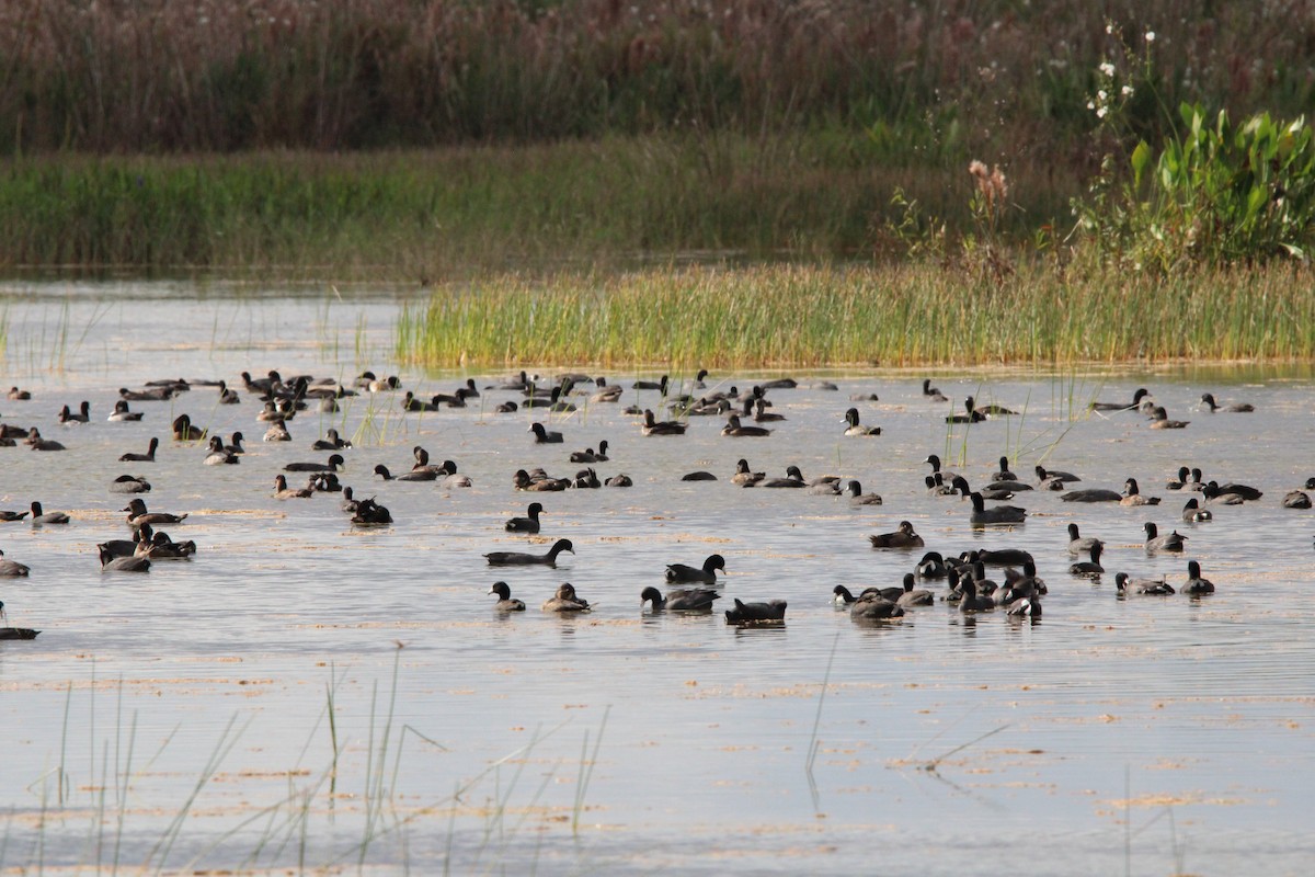 American Coot - ML645061905