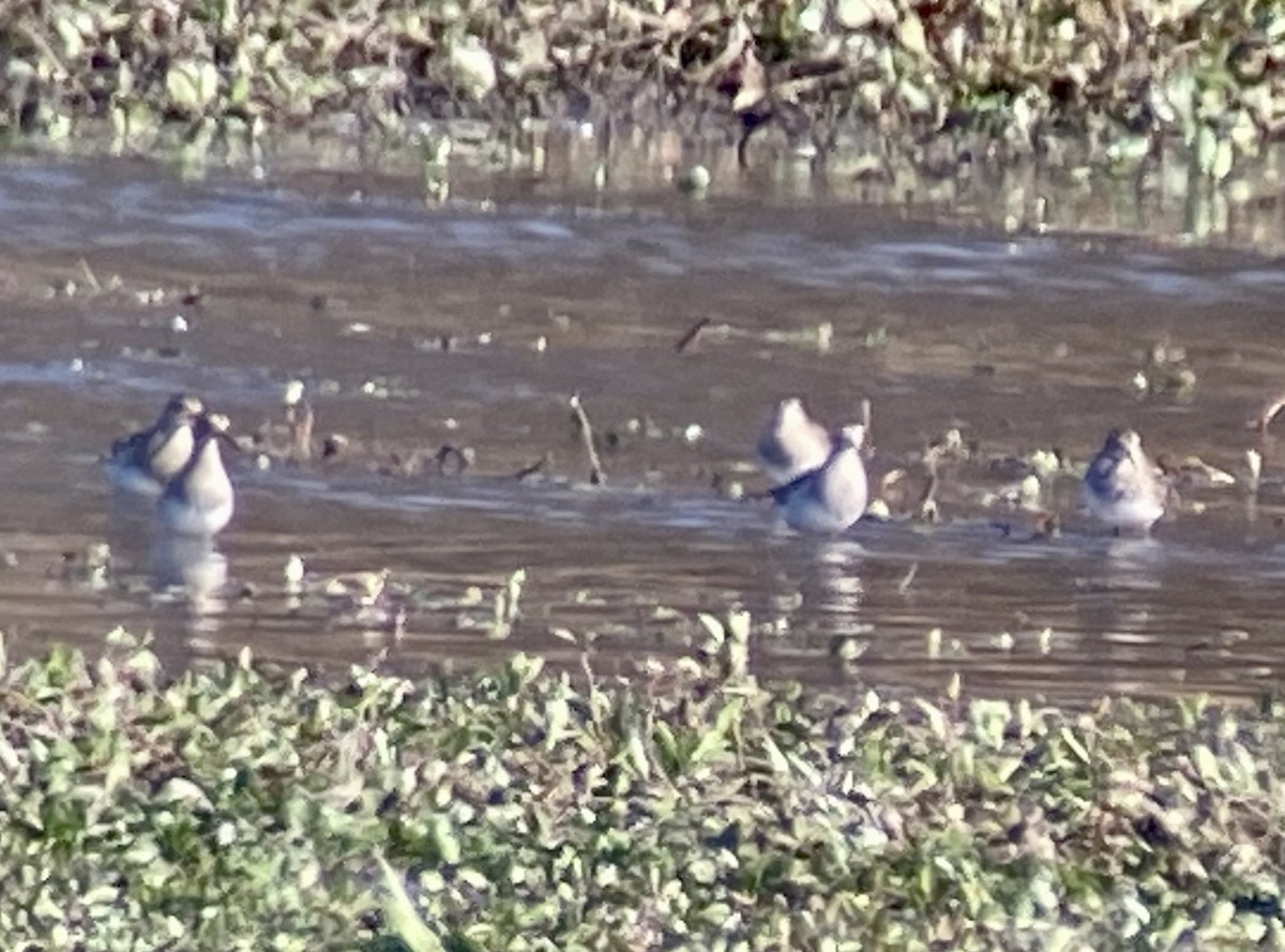 Çizgili Kumkuşu - ML645061956