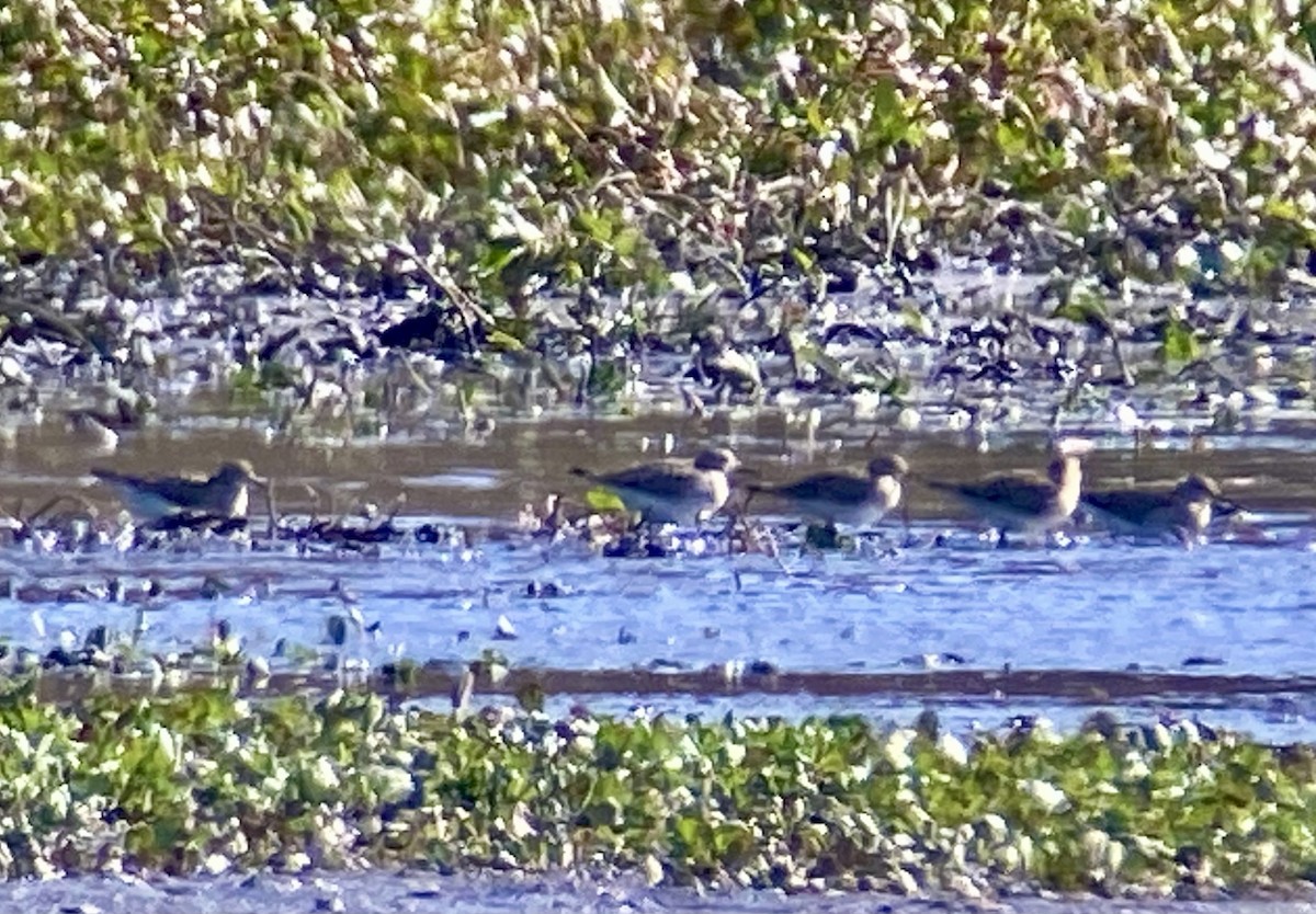 Çizgili Kumkuşu - ML645061957