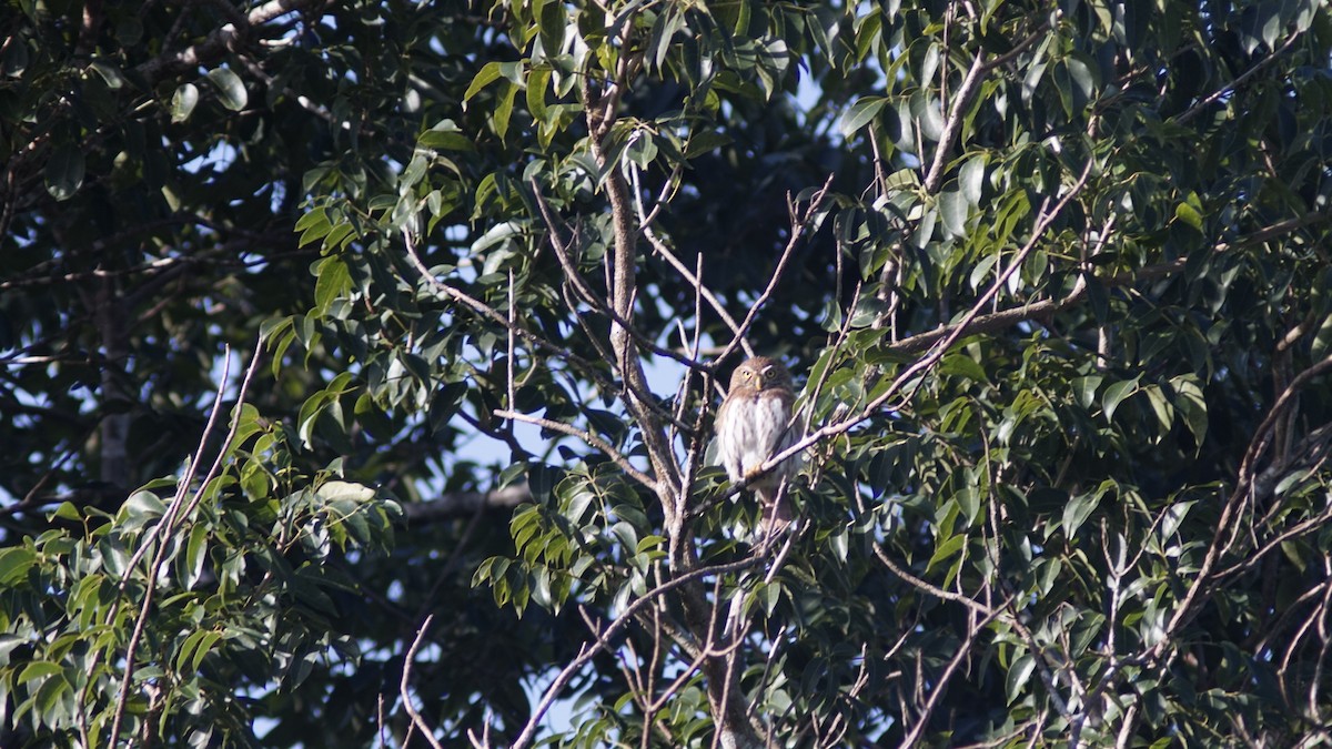 Ferruginous Pygmy-Owl - ML645061984