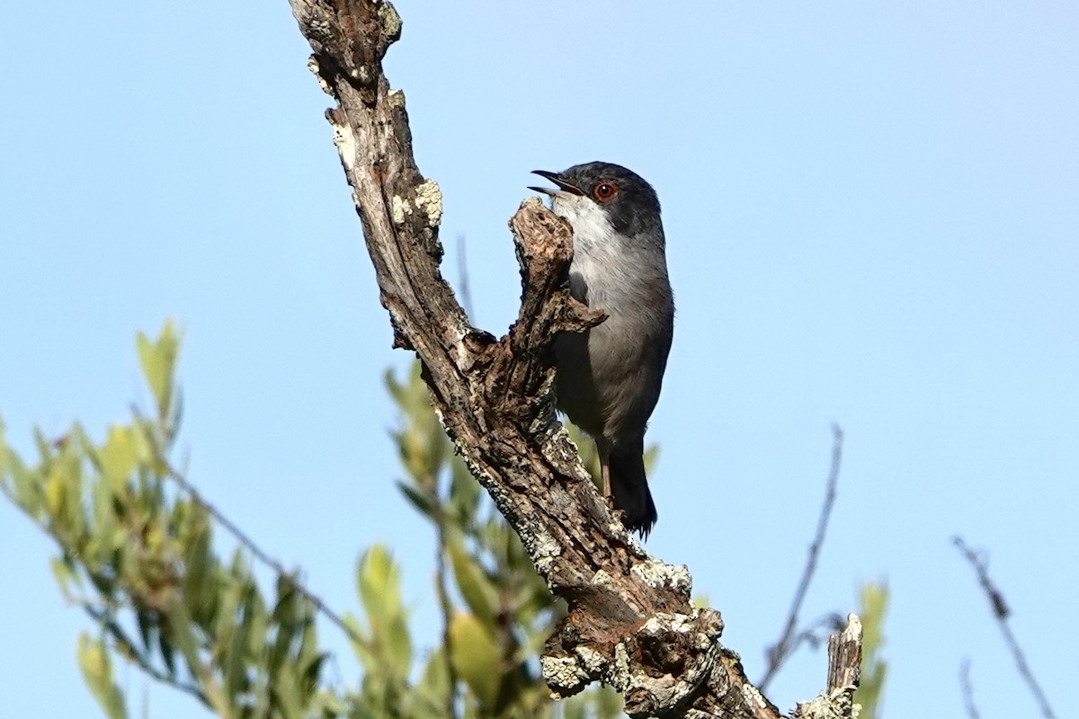 Sardinian Warbler - ML645061990