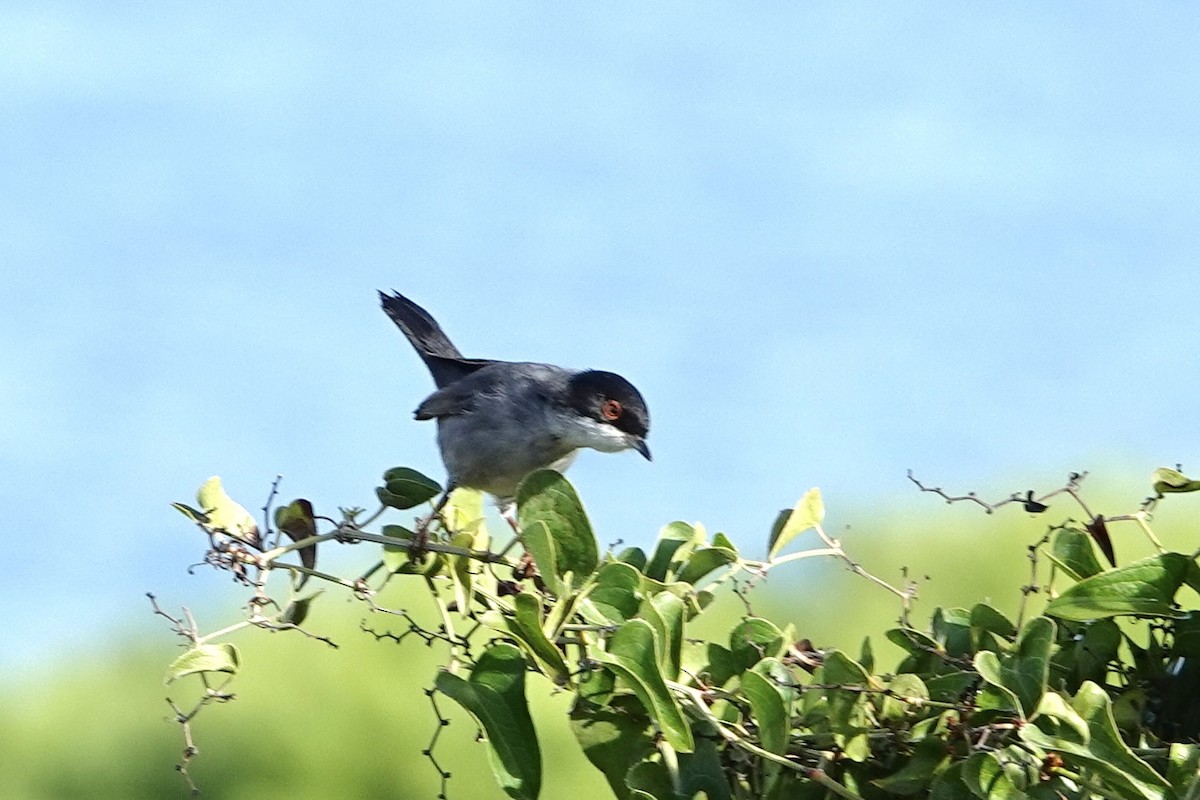 Sardinian Warbler - ML645061991