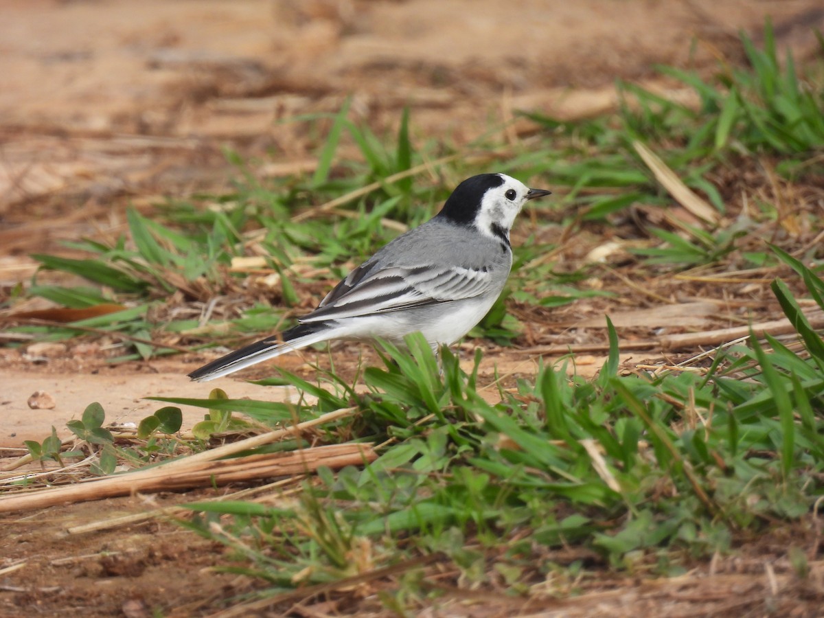 Bergeronnette grise - ML645061994