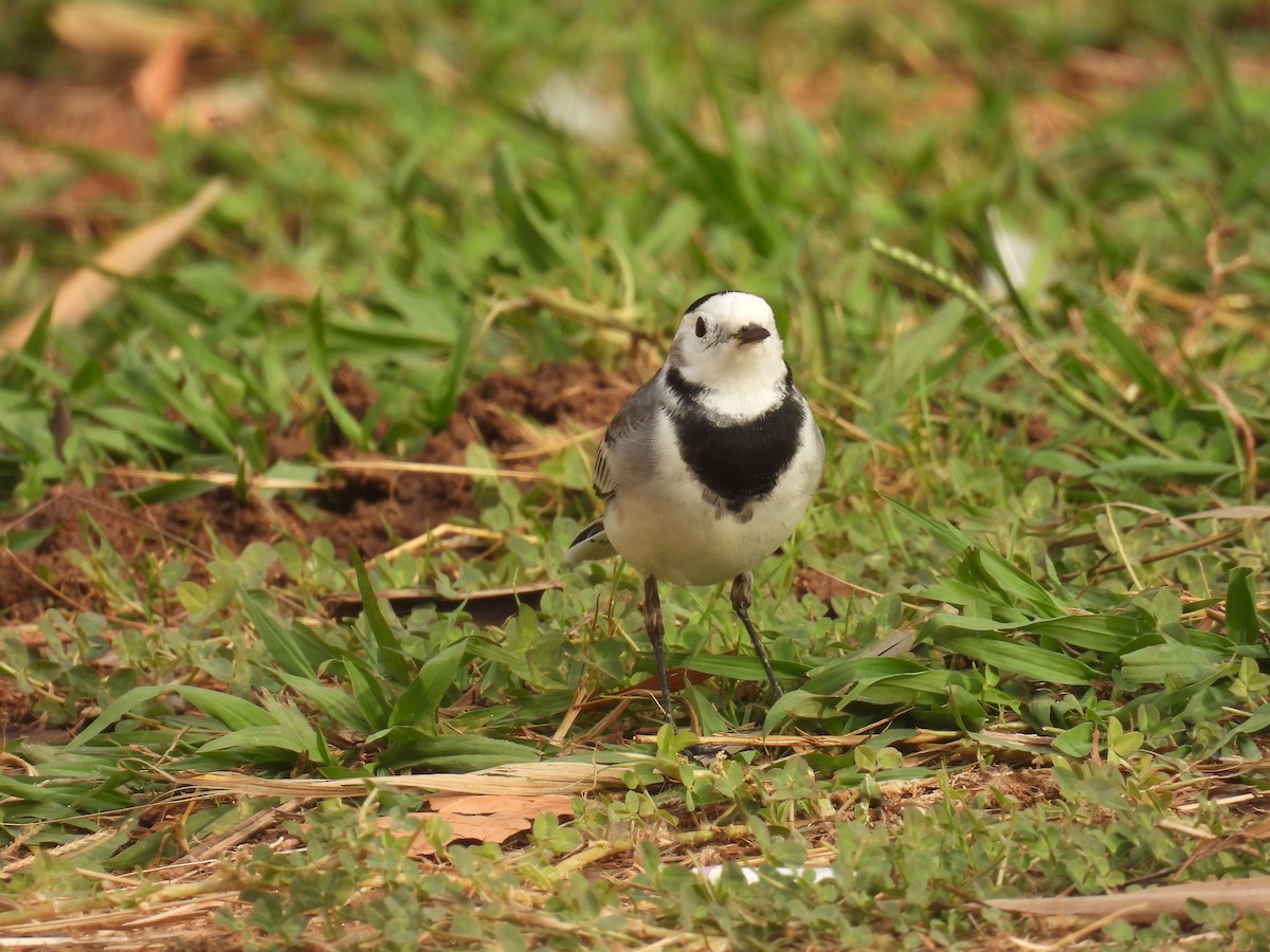 Bergeronnette grise - ML645061995