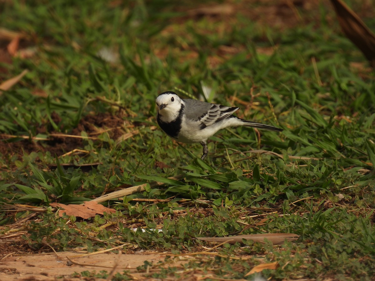 Bergeronnette grise - ML645061996