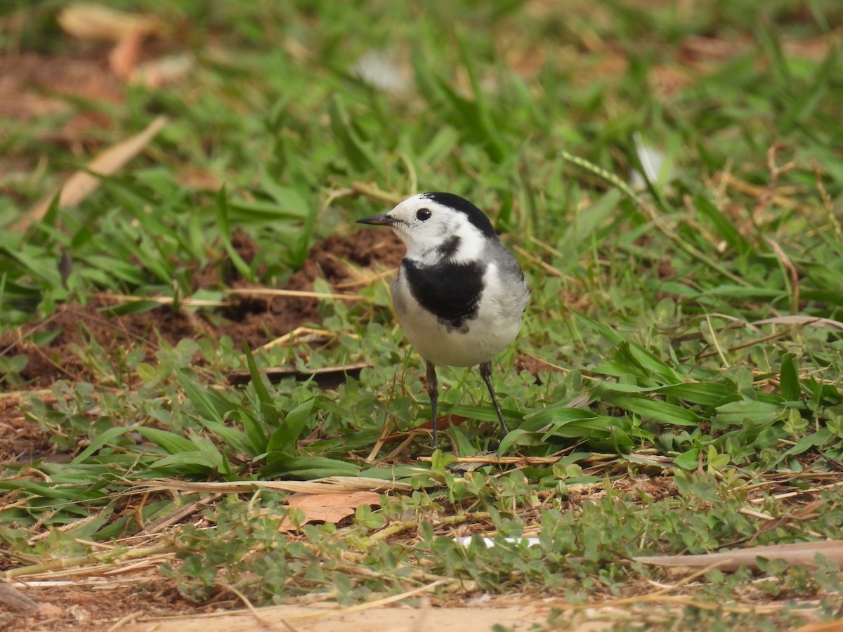 Bergeronnette grise - ML645061997