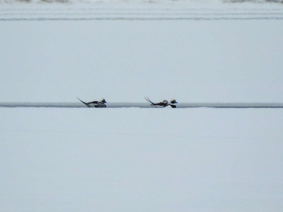 Long-tailed Duck - ML645062012
