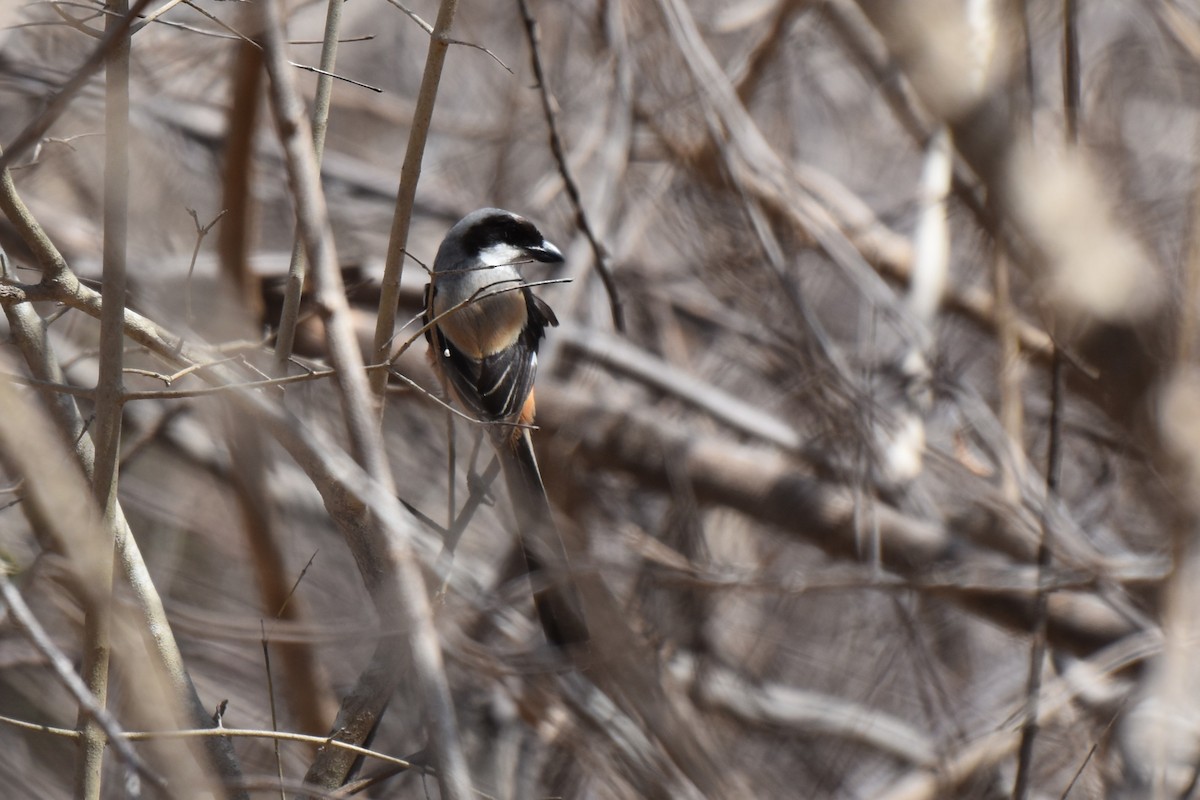 Long-tailed Shrike - ML645062014
