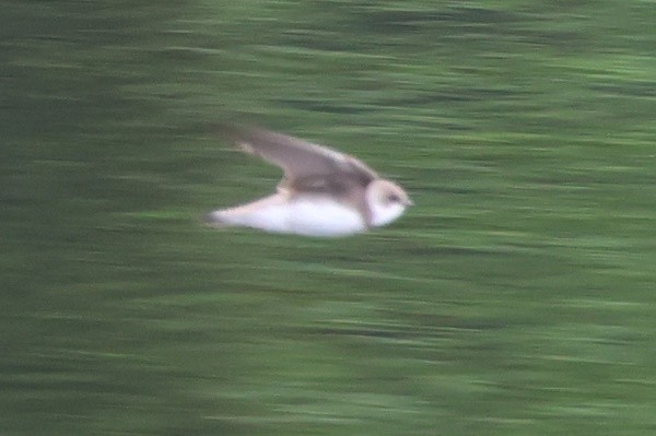 Uhalde-enara arrunta - ML645062017