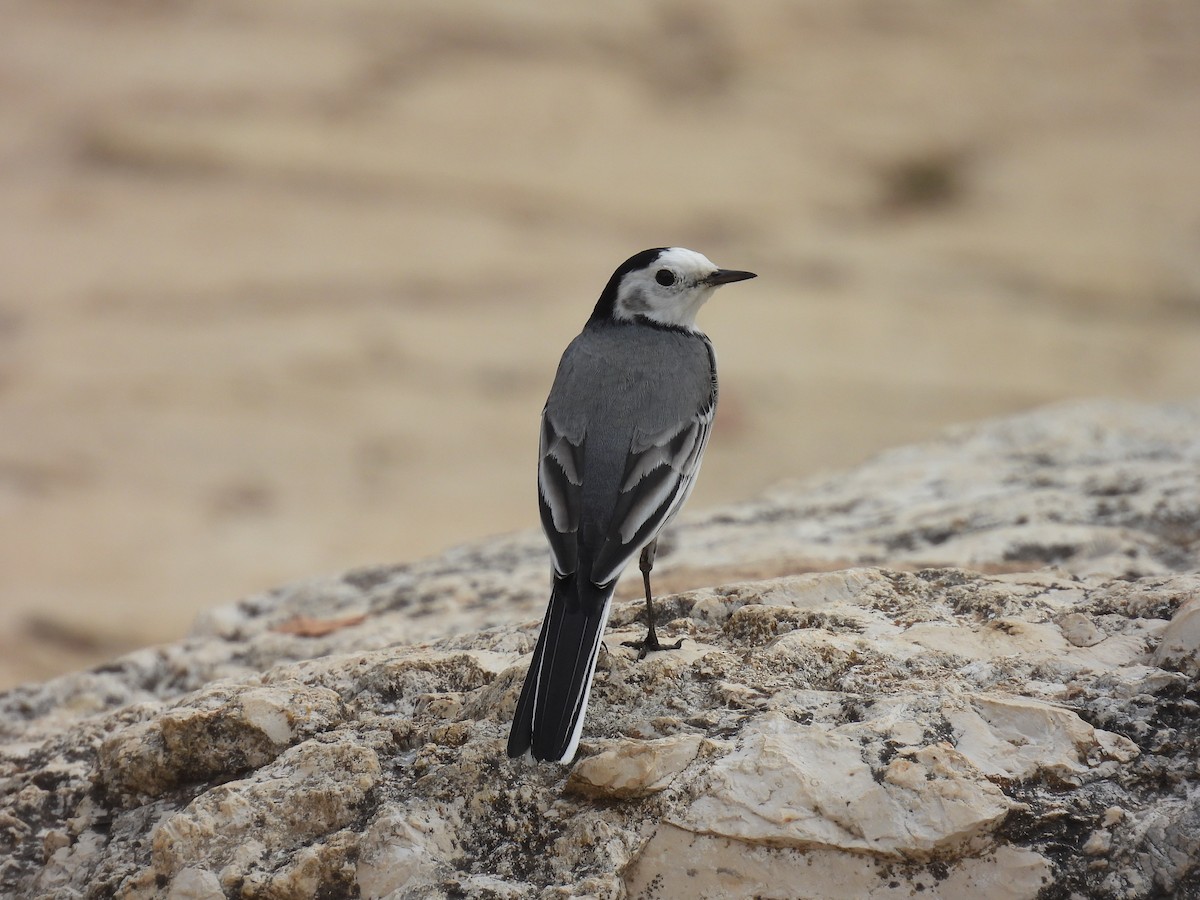 Bergeronnette grise - ML645062020