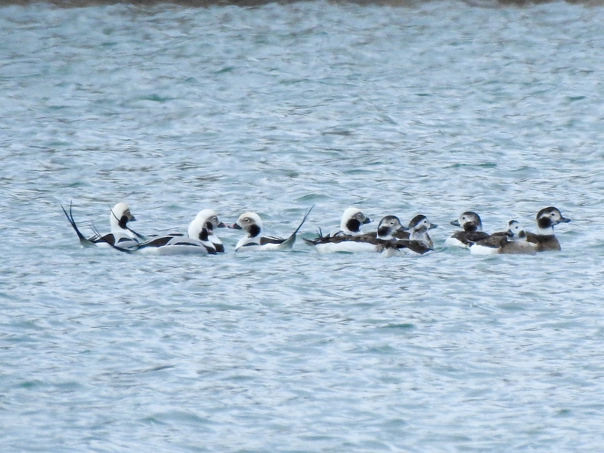 Long-tailed Duck - ML645062025