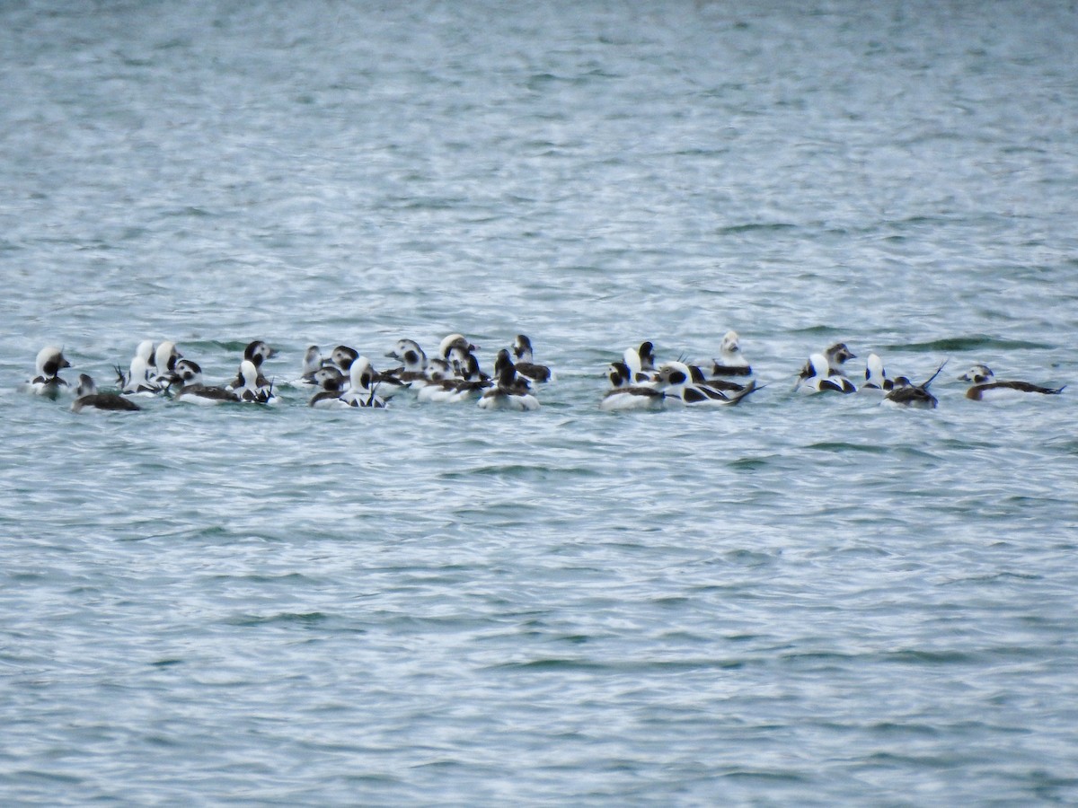 Long-tailed Duck - ML645062026