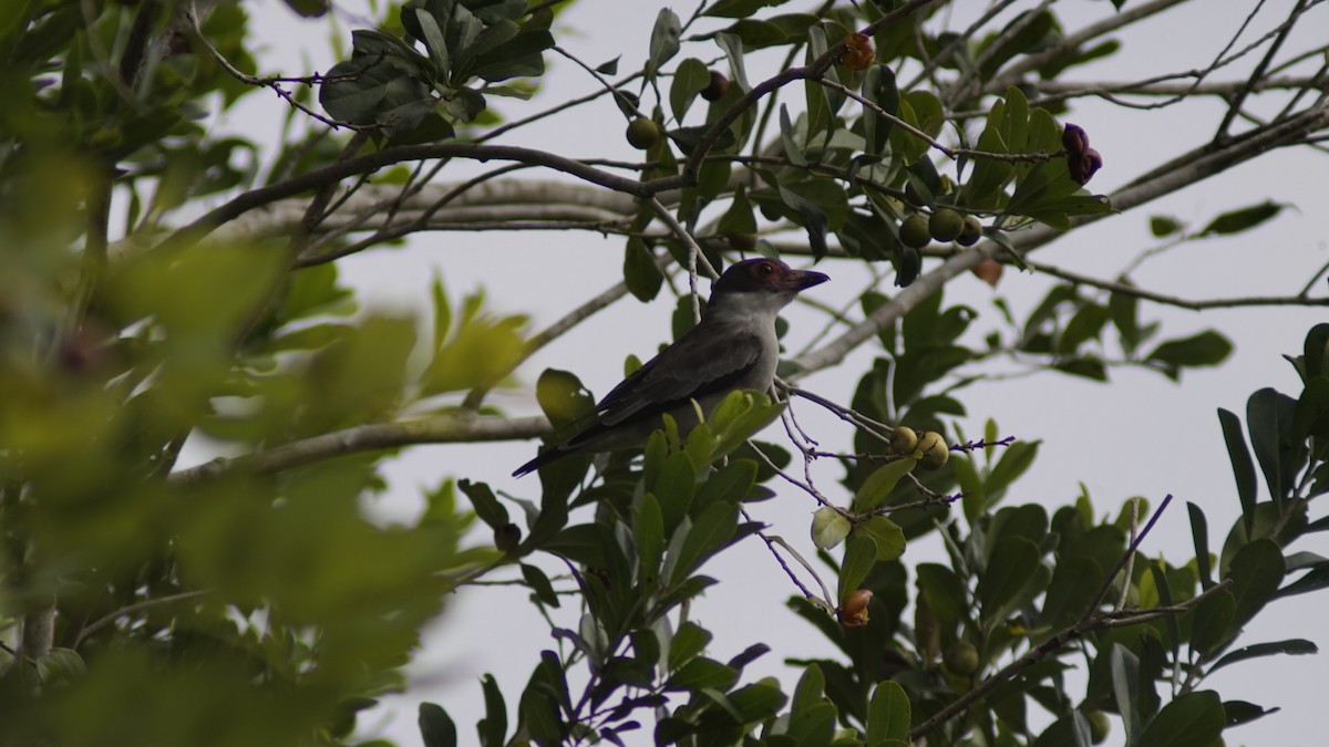 Masked Tityra - ML645062032