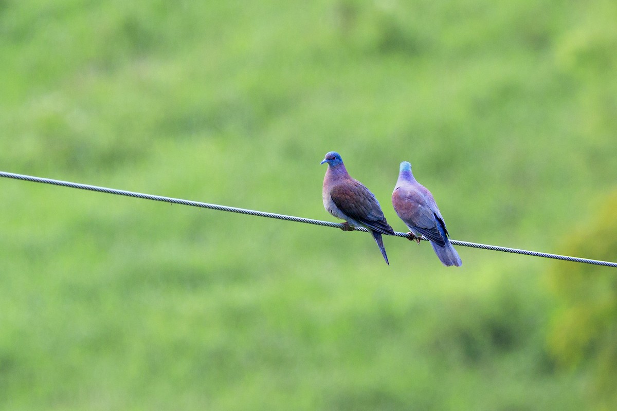Pale-vented Pigeon - ML645062043