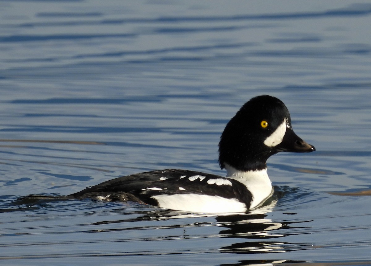 Barrow's Goldeneye - ML645062044