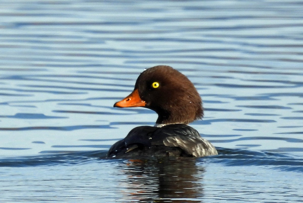 Barrow's Goldeneye - ML645062048