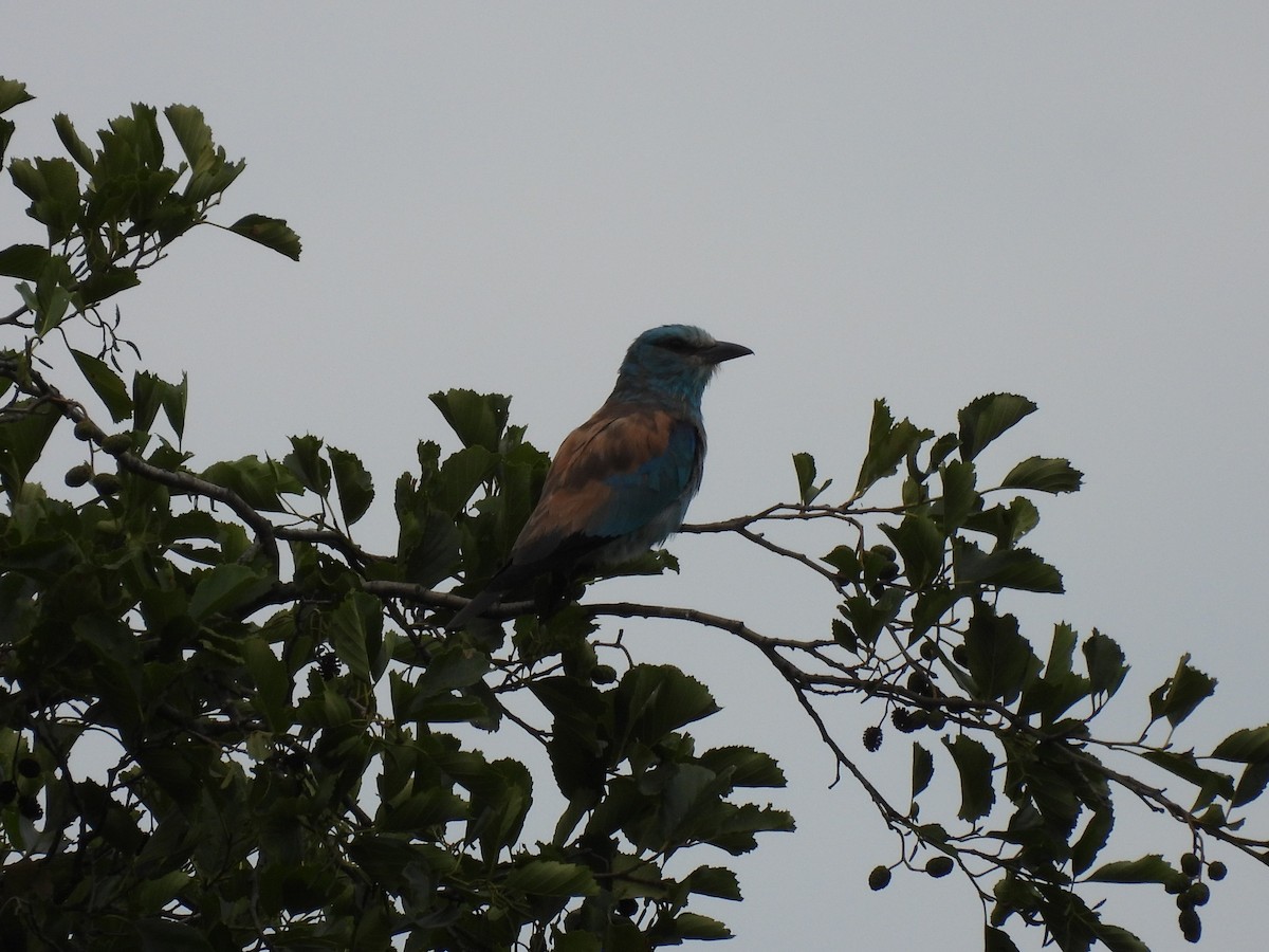 European Roller - ML645062054
