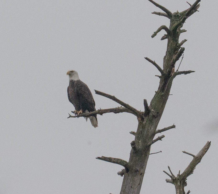 Bald Eagle - ML645062055