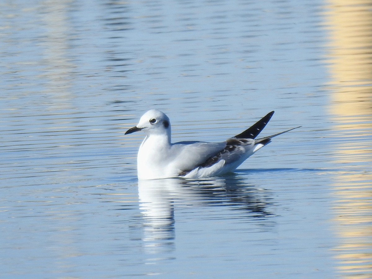 Bonaparte's Gull - ML645062056