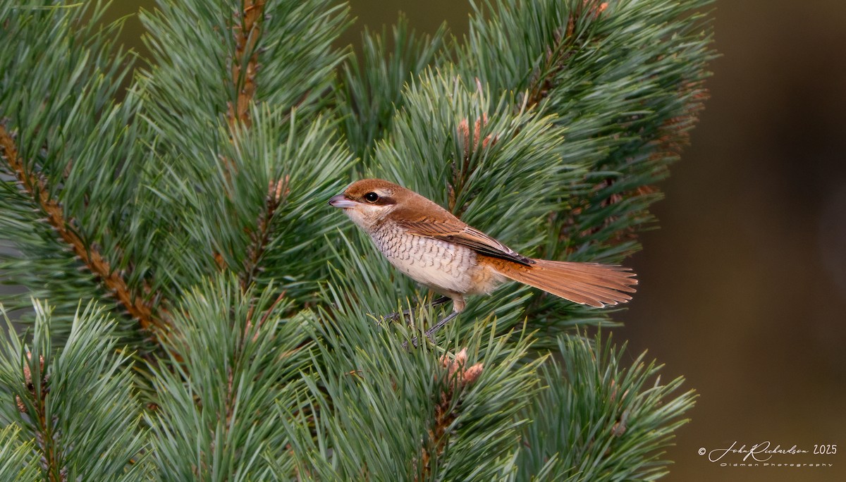 Brown Shrike - ML645062058