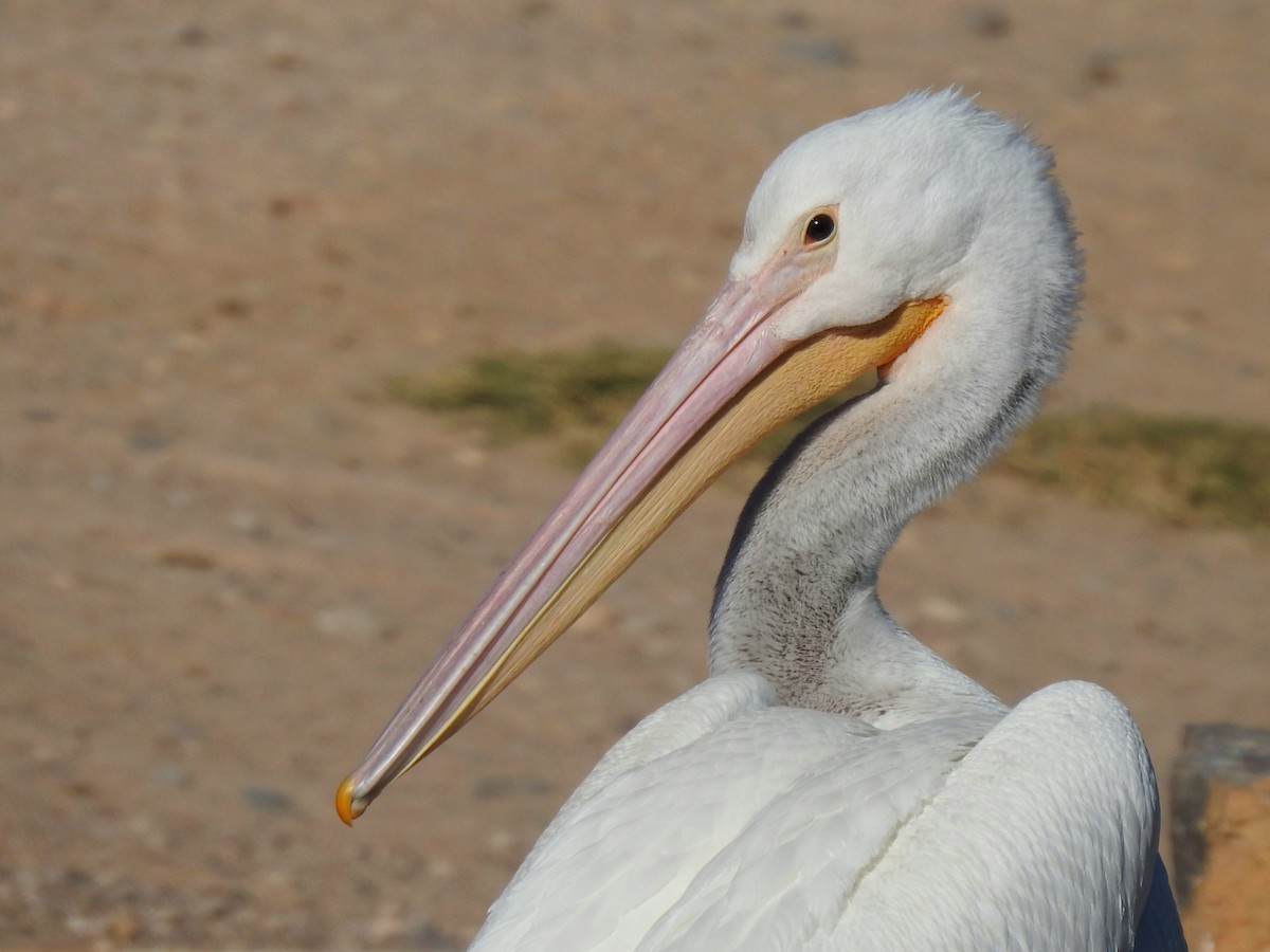 American White Pelican - ML645062059