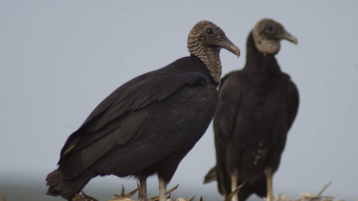 Black Vulture - ML645062060