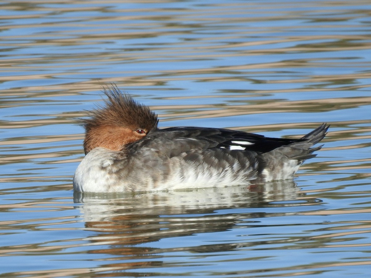 Red-breasted Merganser - ML645062063
