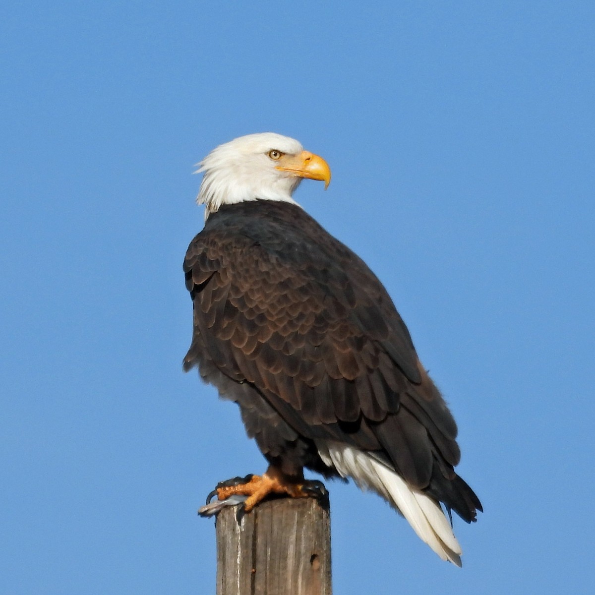 Bald Eagle - ML645062074