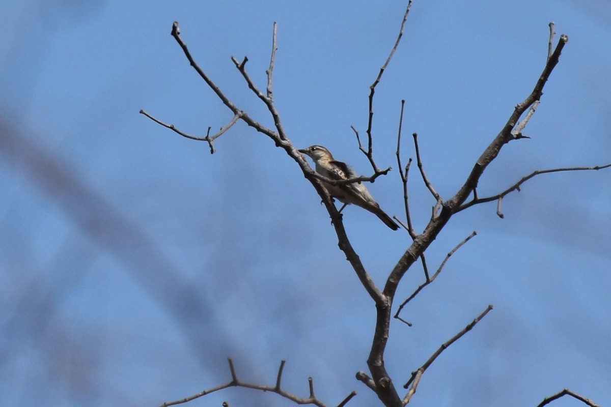 Pied Triller - ML645062076