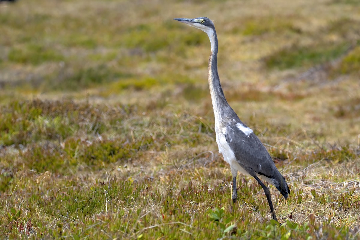 Héron mélanocéphale - ML645062100