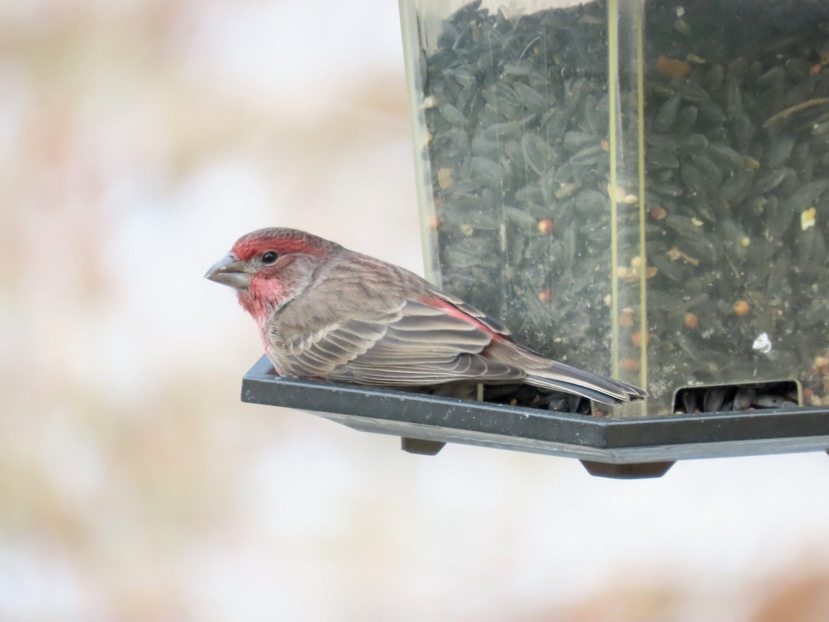 House Finch - ML645062106