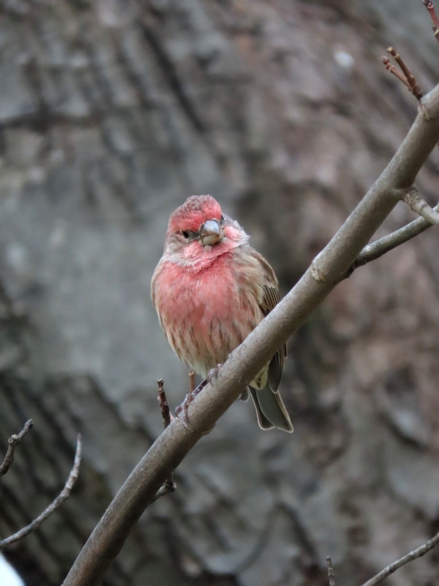 House Finch - ML645062107