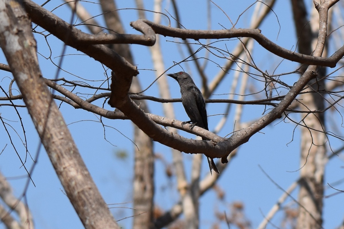 Ashy Drongo - ML645062108