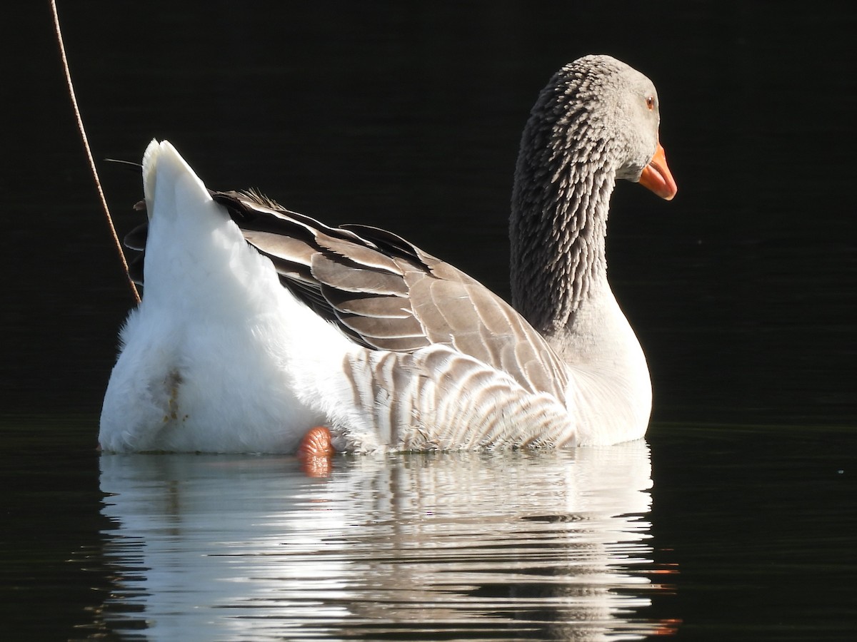 Graylag Goose - ML645062115