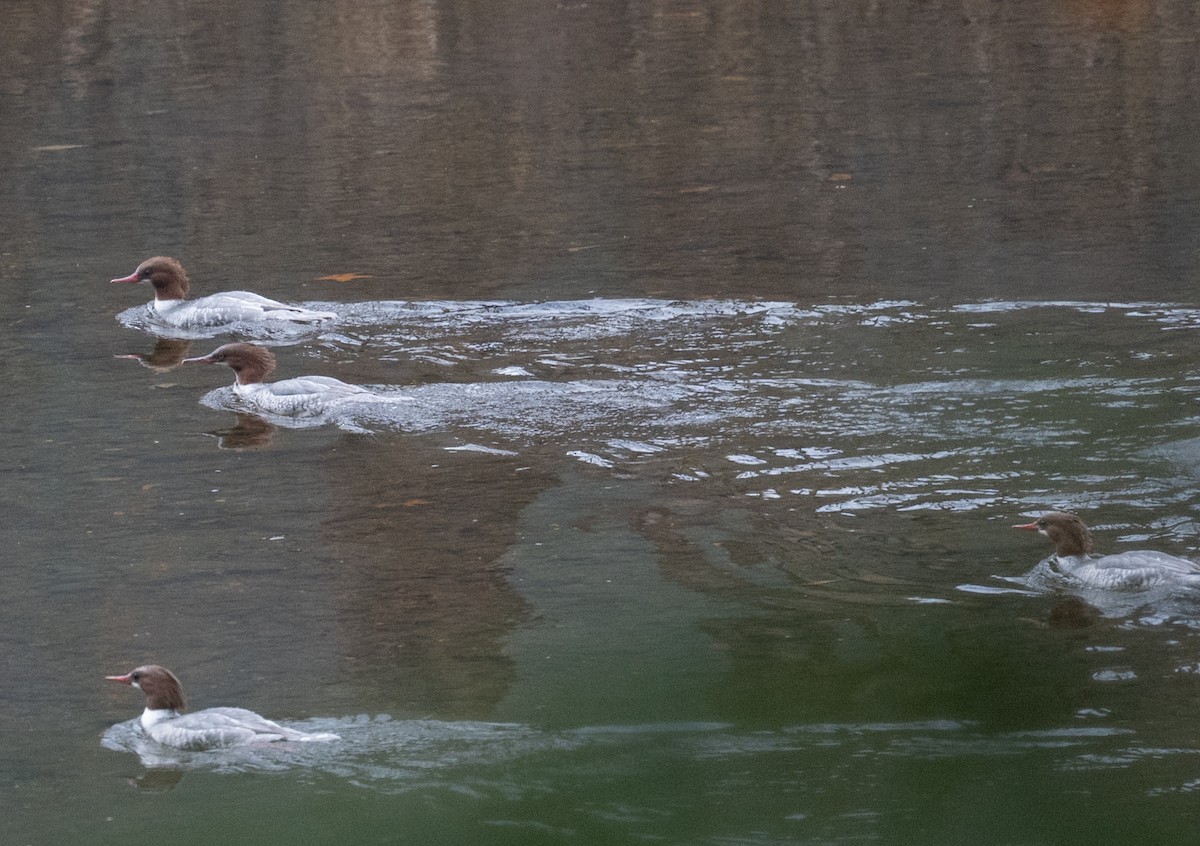 Common Merganser - ML645062117