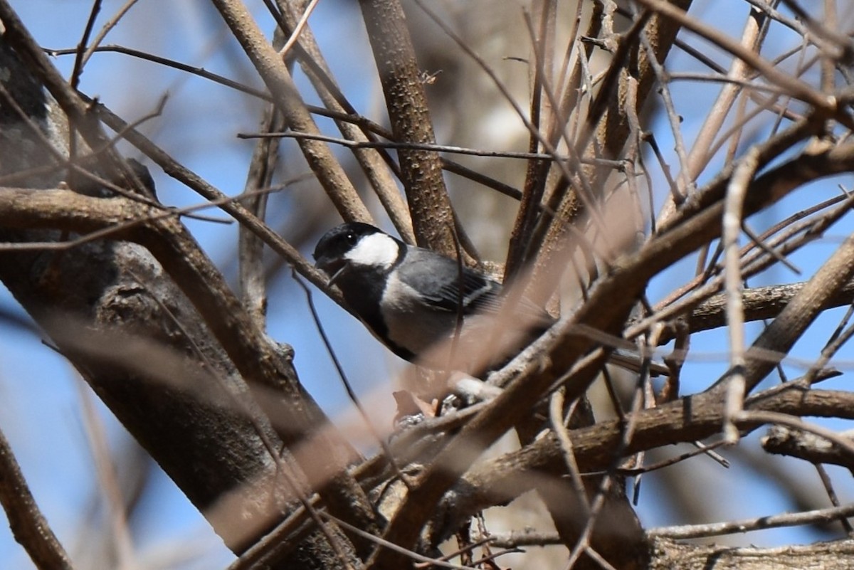 シジュウカラ（cinereus グループ） - ML645062118