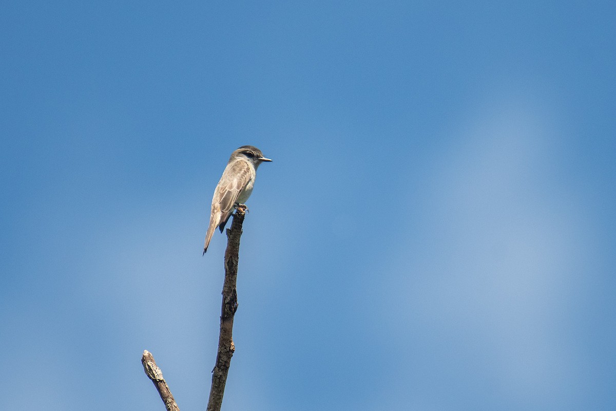 Crowned Slaty Flycatcher - ML645062120