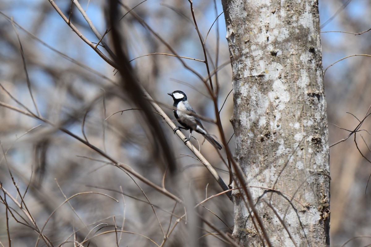 シジュウカラ（cinereus グループ） - ML645062121
