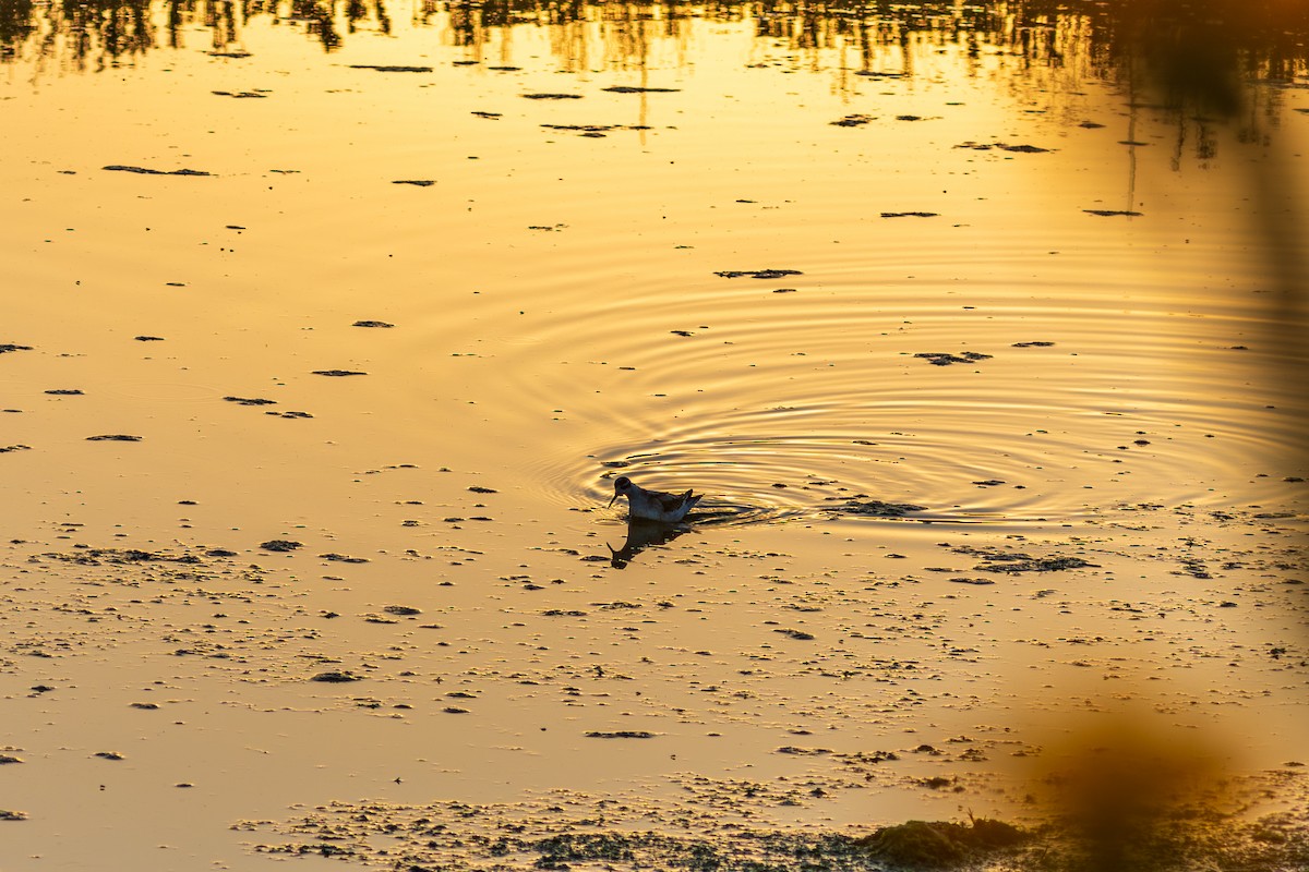 Red-necked Phalarope - ML645062123