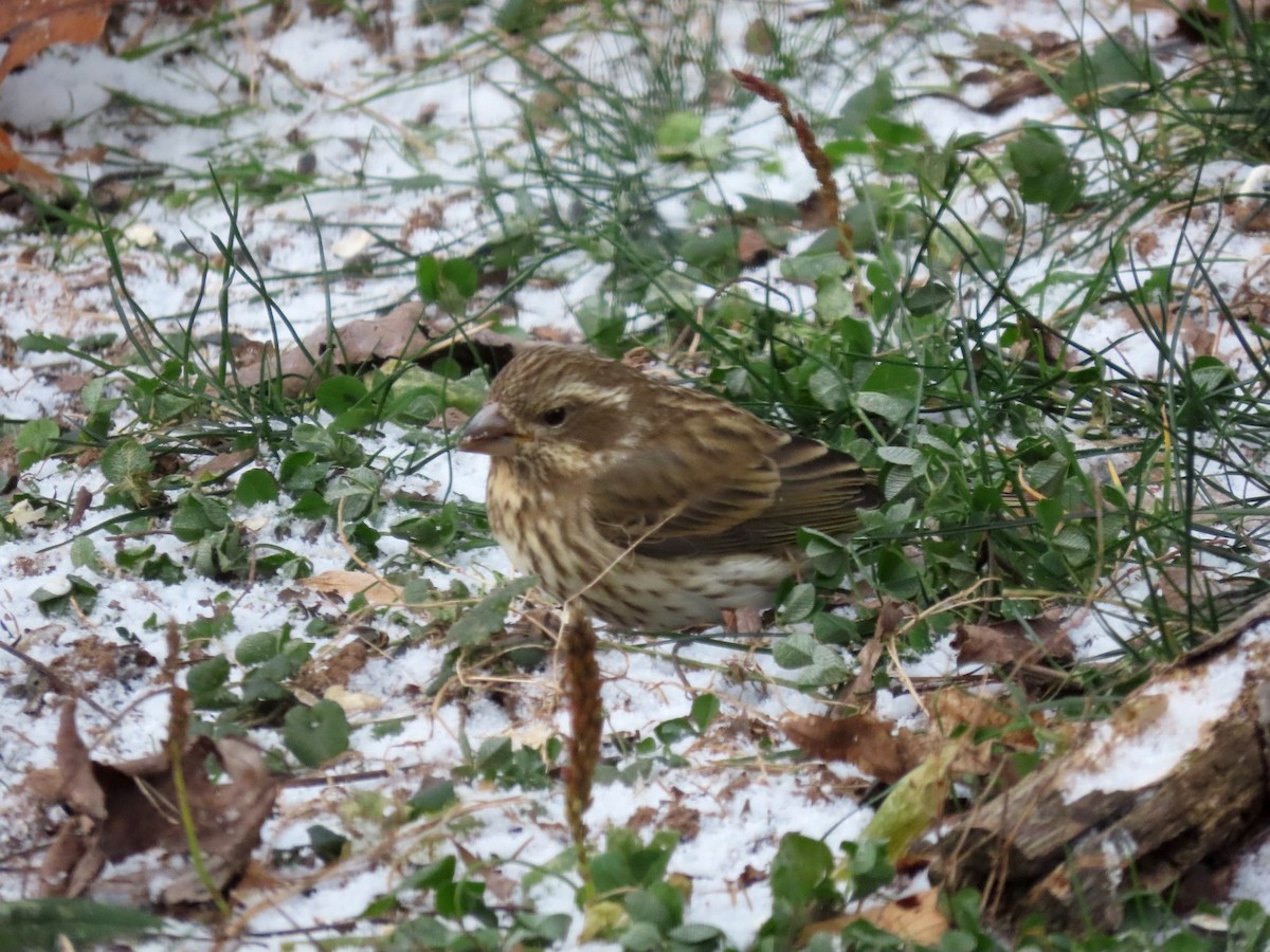 Purple Finch - ML645062143