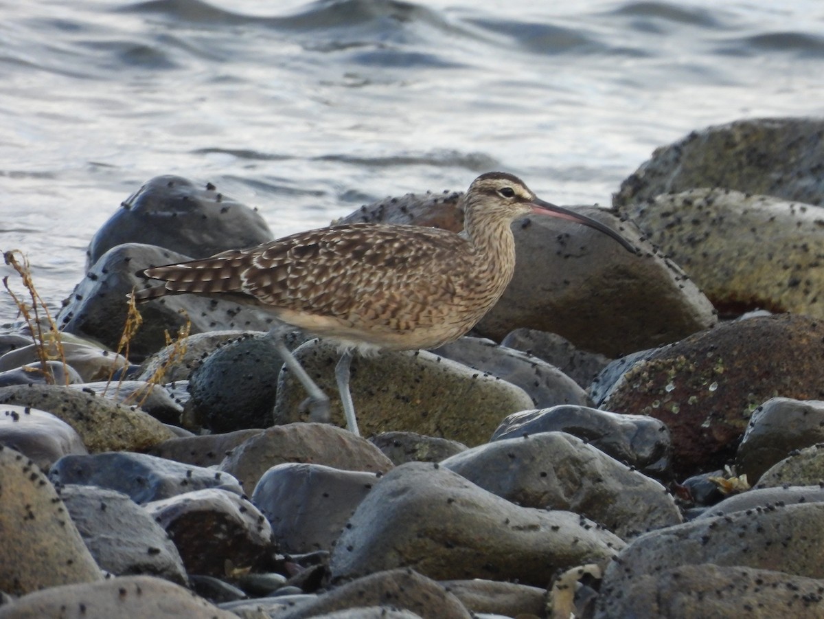 Hudsonian Whimbrel - ML645062149