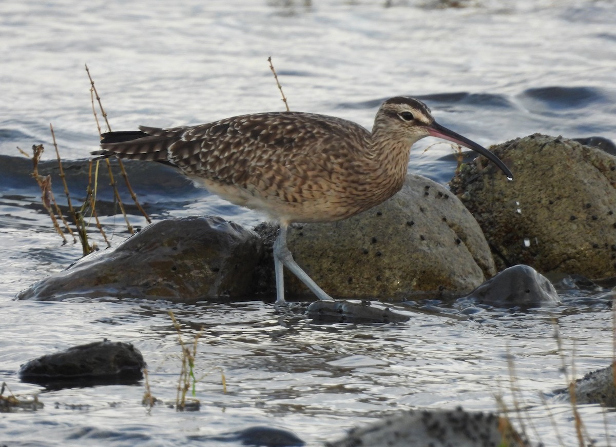Hudsonian Whimbrel - ML645062150