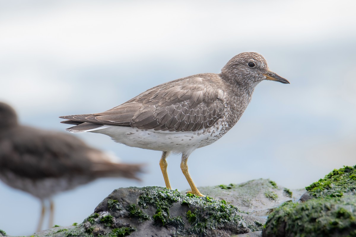 jespák příbojový - ML645062152