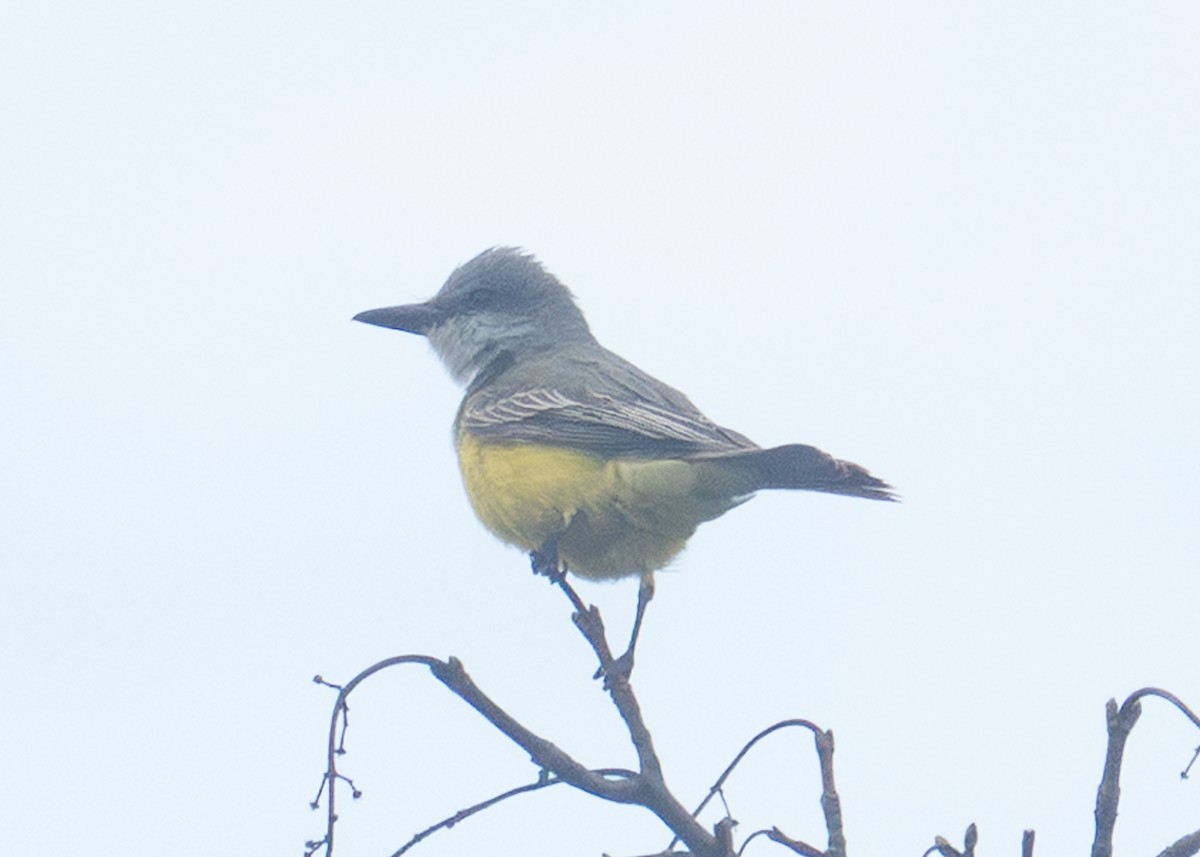 Tropical Kingbird - ML645062164