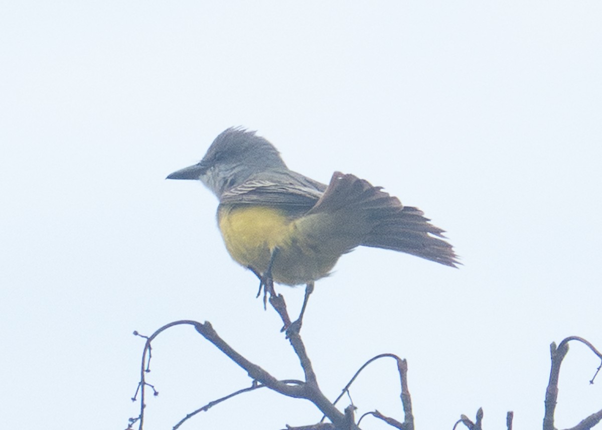 Tropical Kingbird - ML645062165