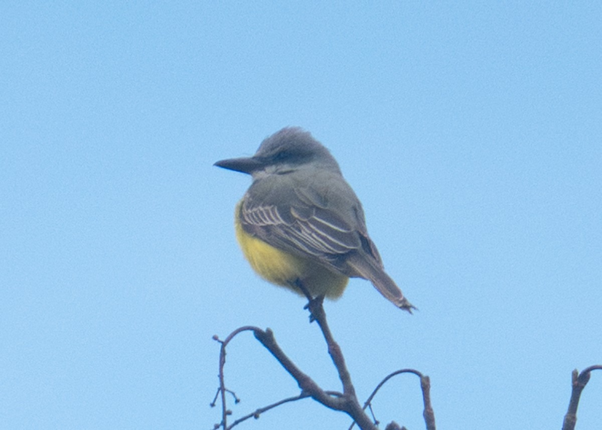 Tropical Kingbird - ML645062166