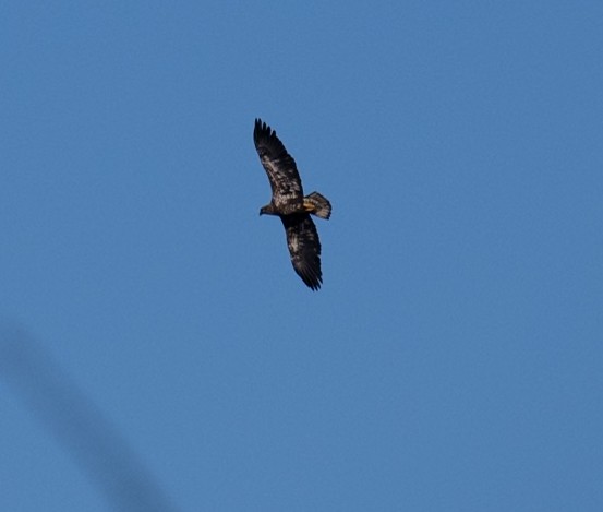 Bald Eagle - ML645062169