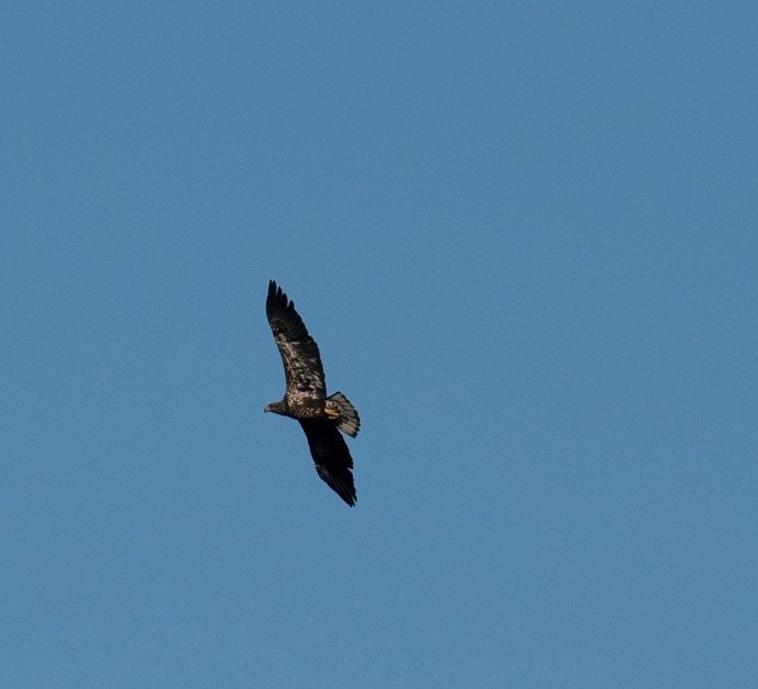 Bald Eagle - ML645062170