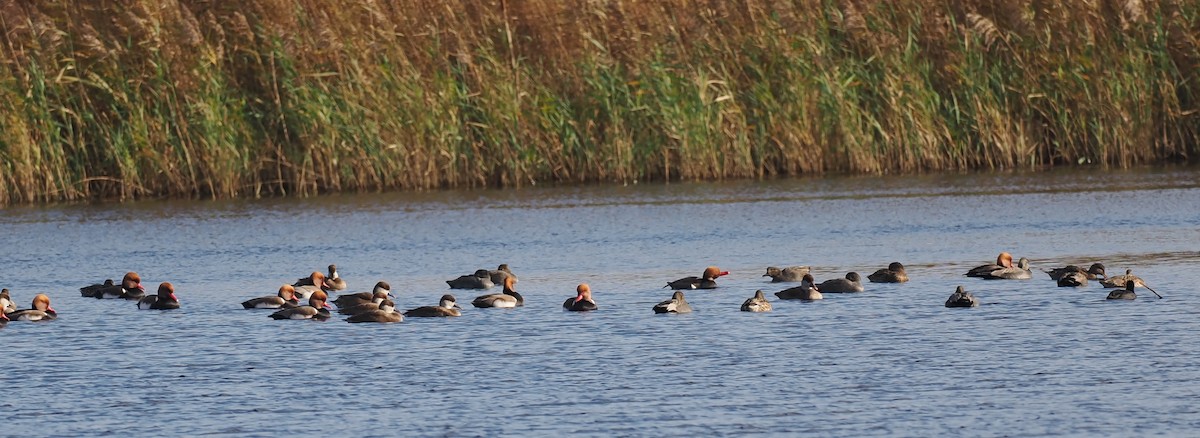 Red-crested Pochard - ML645062175
